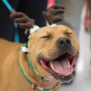 Team Page: The Christmas Dogs